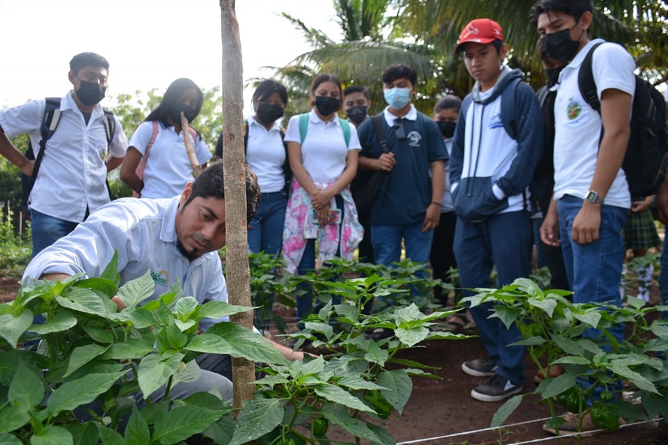 Se realizó en días pasados un recorrido en los diversos espacios de cultivos de los alumnos de la carrera de Agricultura Sustentable y Protegida de la Universidad Tecnológica del Mayab