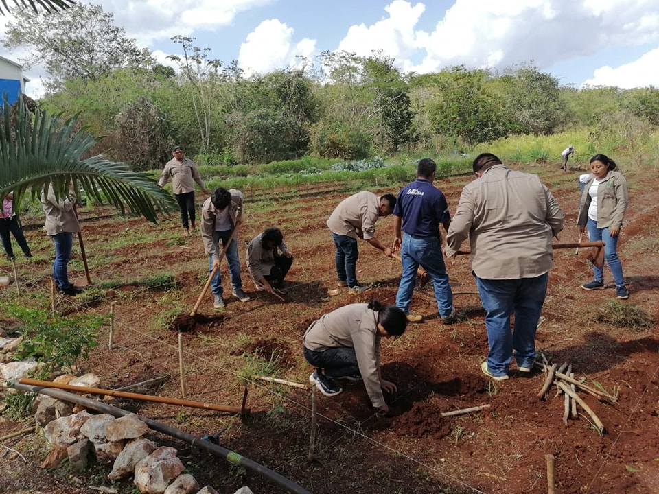 Eficacia del bocashi para la fertilización de tomate bola para campo abierto en el Sur de Yucatán