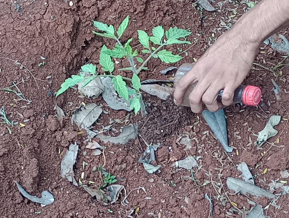 Proyecto del cultivo de tomate con fertilización orgánica