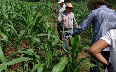 Avances en Investigación Agrícola: Impulsando la Producción Sustentable de Maíz en Yucatán
