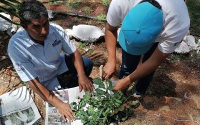 “Fertilización con bokashi sobre el crecimiento y rendimiento de tomate bola (Solanum lycoprrsicum L) en Yucatán”