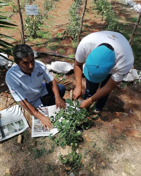 “Fertilización con bokashi sobre el crecimiento y rendimiento de tomate bola (Solanum lycoprrsicum L) en Yucatán”