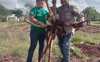 Estudiantes de la carrera de Agricultura Sustentable y Protegida de la Universidad Tecnológica del Mayab, cosecharon yuca (Manihot esculenta)